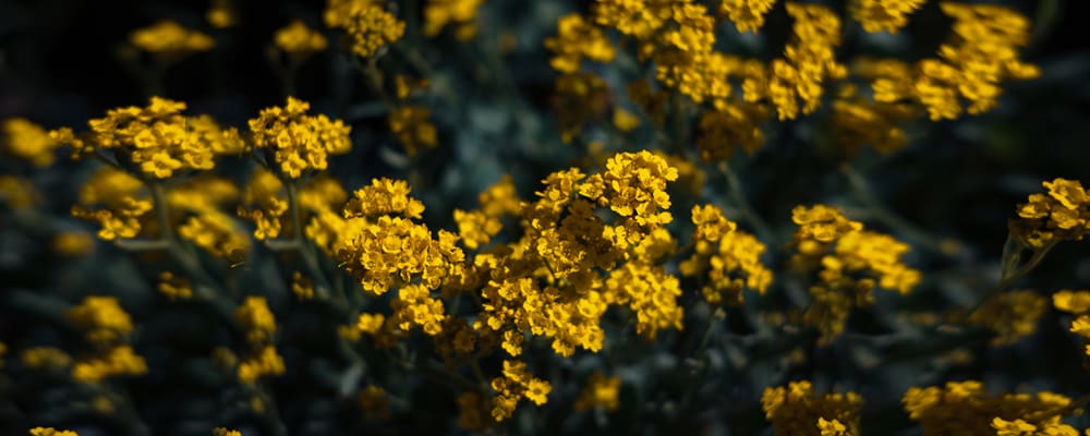 Basket of Gold